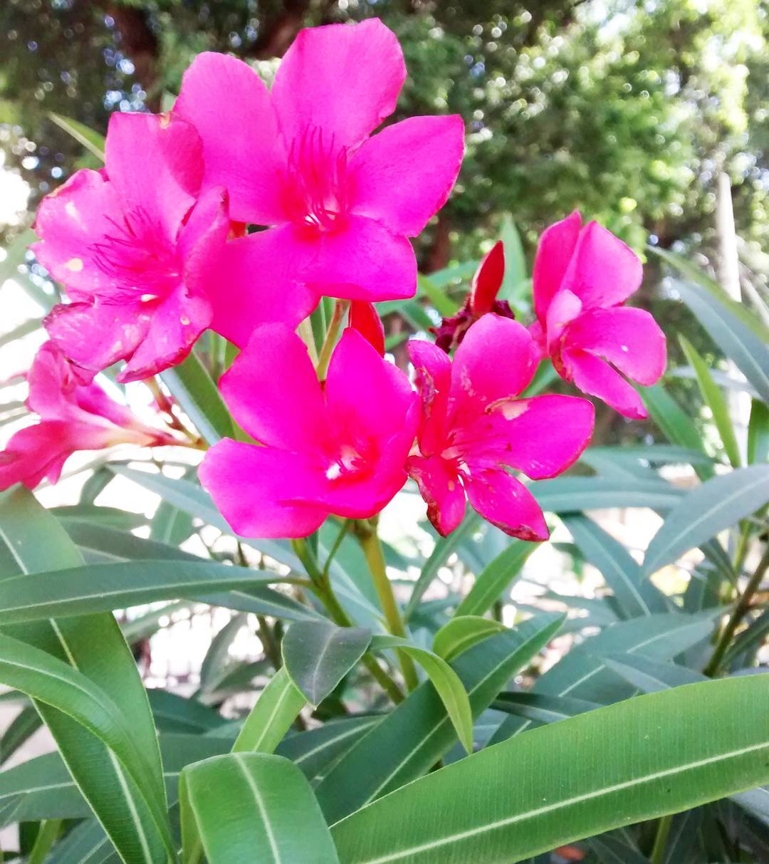 Primavera  #primavera #spring #flor #flowers #nature #photooftheday #instagood #instapic #follow #siga #panelaobgs #instabgs